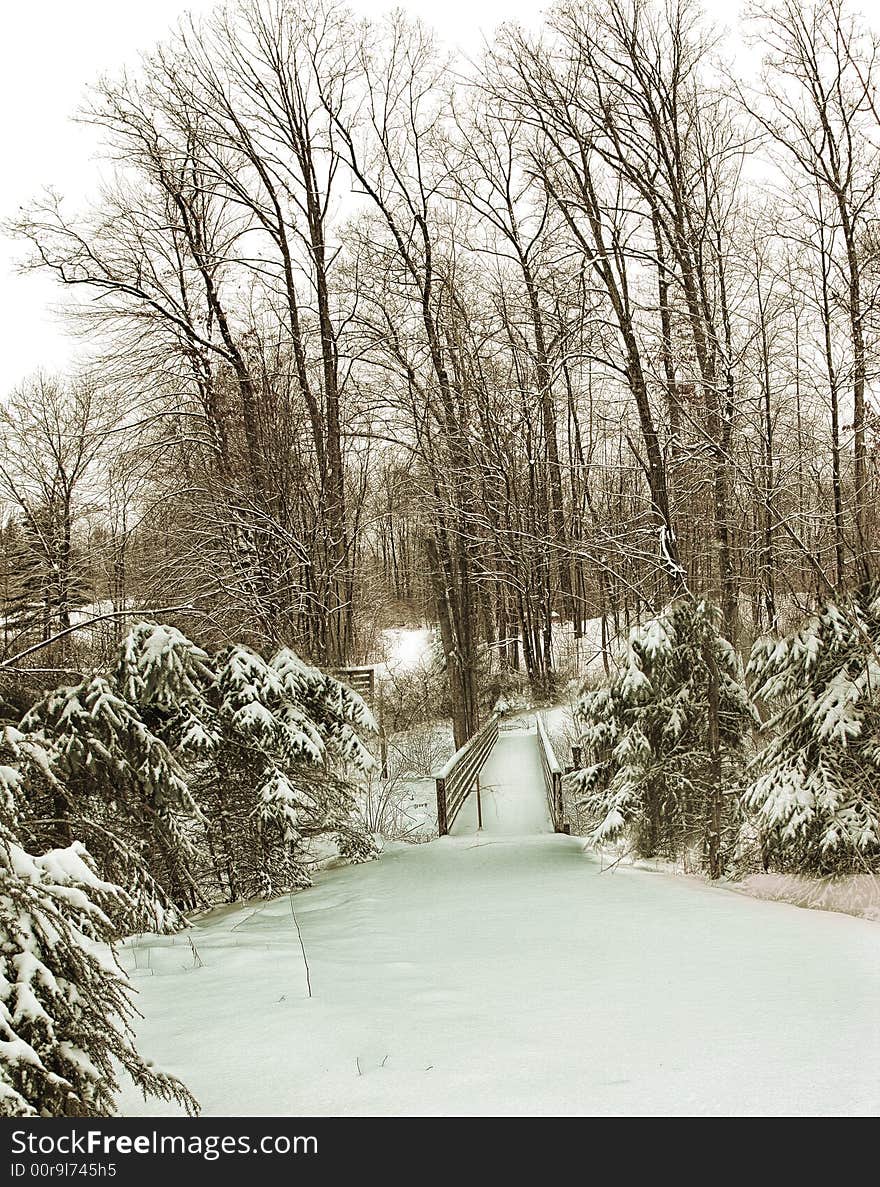 Frozen trees covered with snow in michigan. Frozen trees covered with snow in michigan