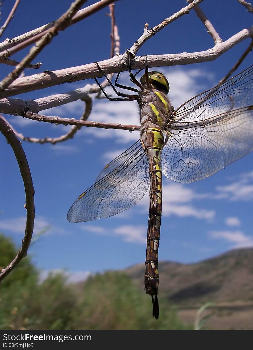 A dragon fly clinging to some branches near a lake in Utah.