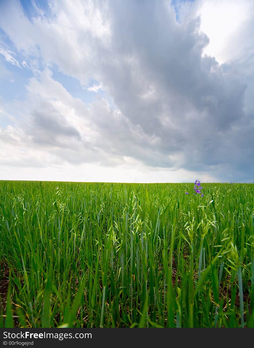 Earth & sky: green grass #4. Earth & sky: green grass #4