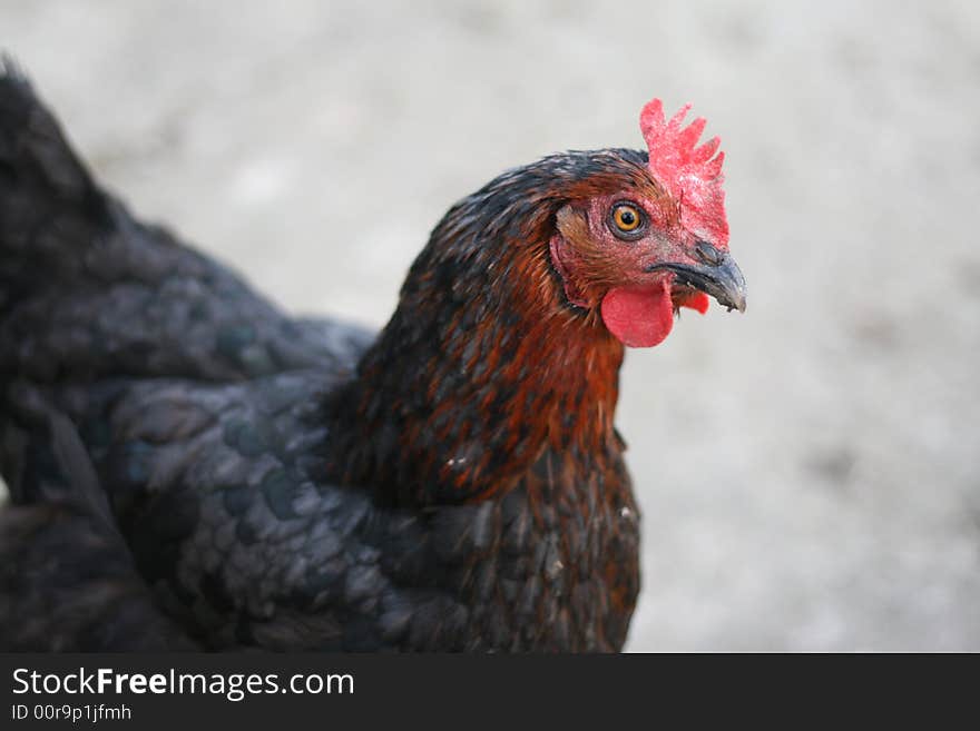 A portrait of a black hen. A portrait of a black hen