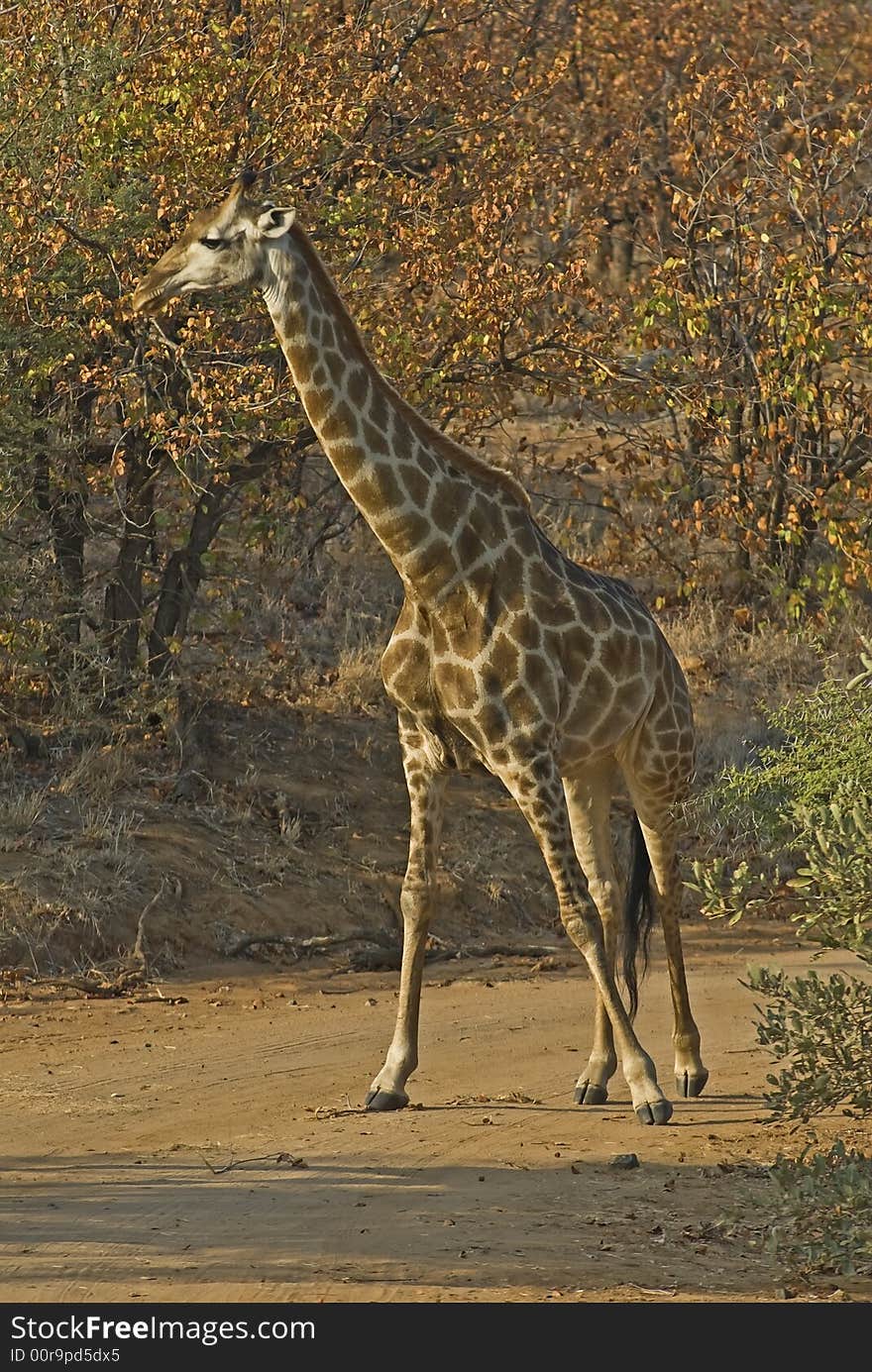 The Giraffe is a tall and Stately animal. The Giraffe is a tall and Stately animal