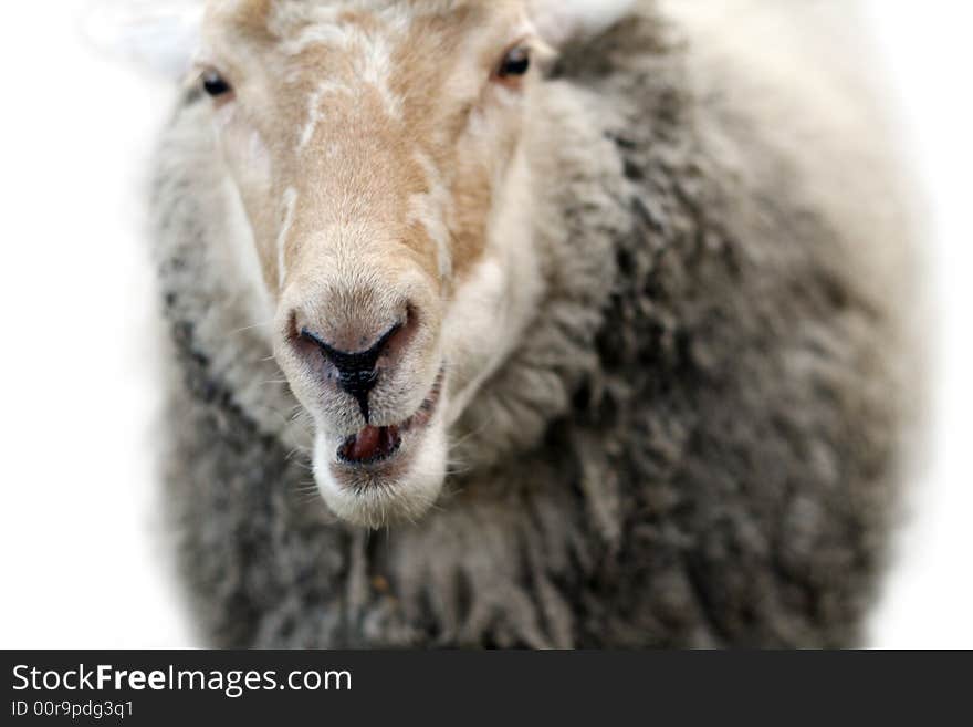 Smiling Sheep