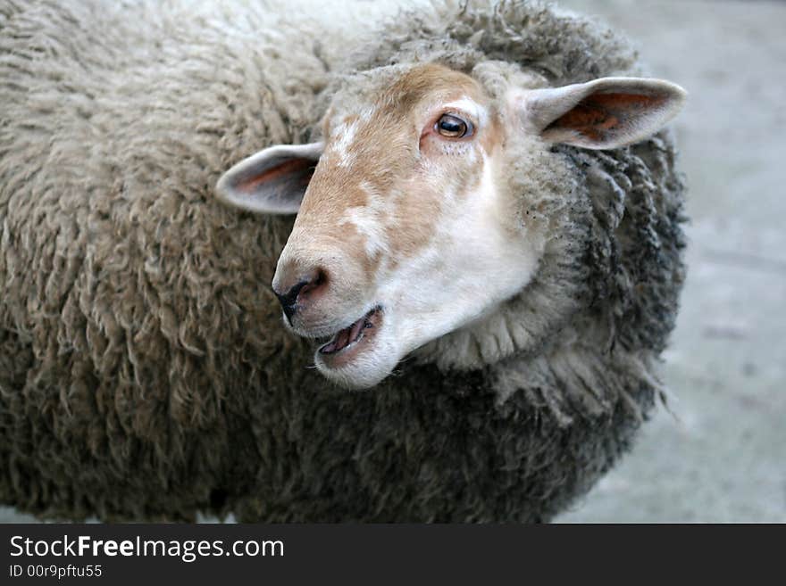 Smiling Sheep