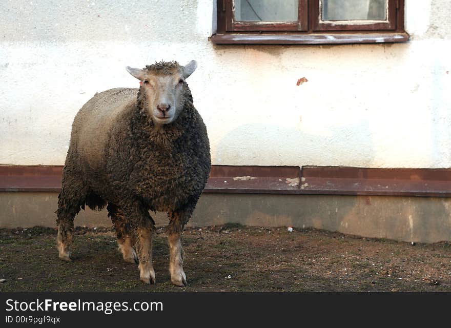 A lamb is standing in the garden. A lamb is standing in the garden