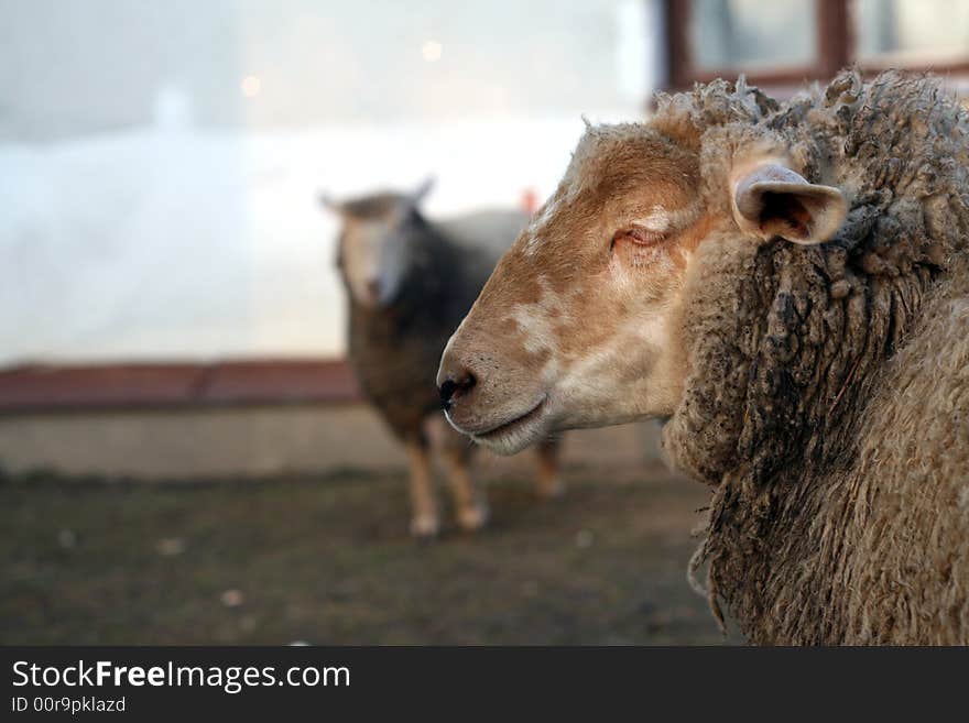 A two lambs is standing in the garden. A two lambs is standing in the garden