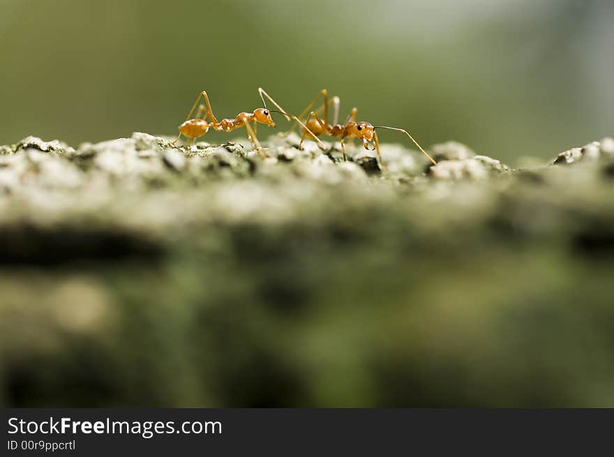 Ant crossing abaca rope in a rural area in the Philippines