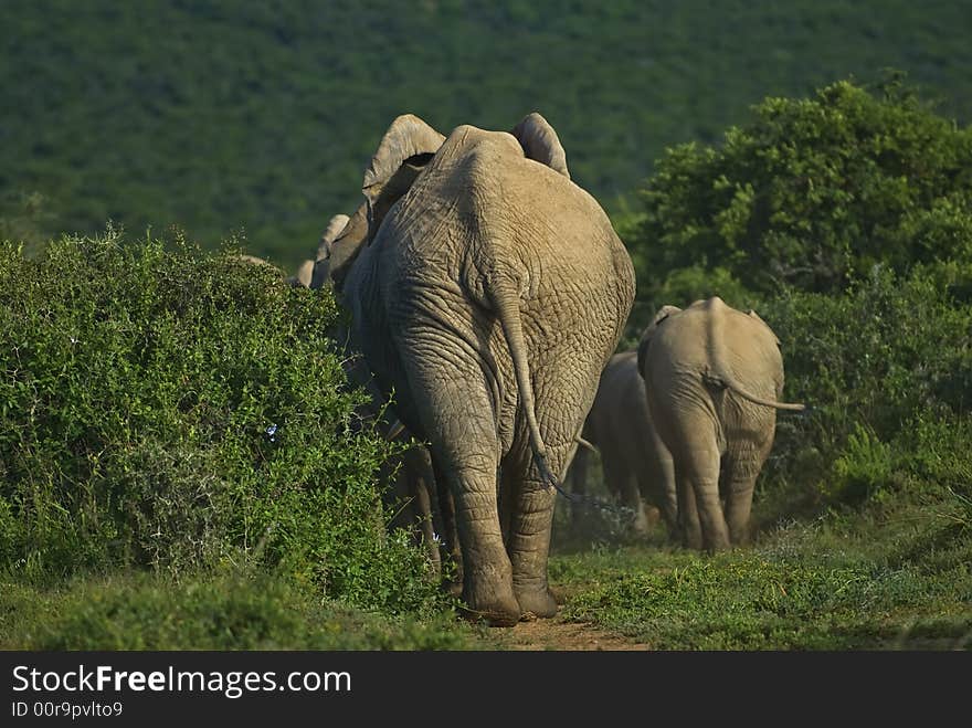 After a Rain storm the sun came out on these Elephants. After a Rain storm the sun came out on these Elephants