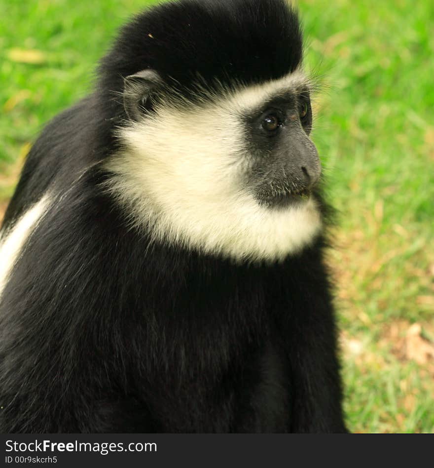 Single colobus monkey Kenya Africa