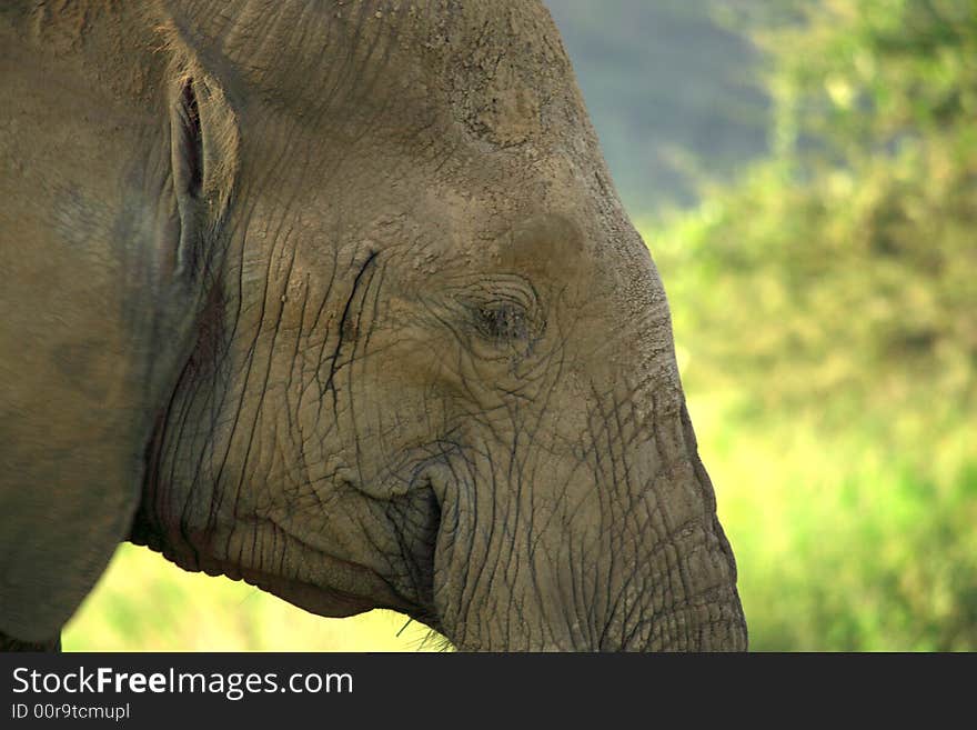 Close up of an elephant