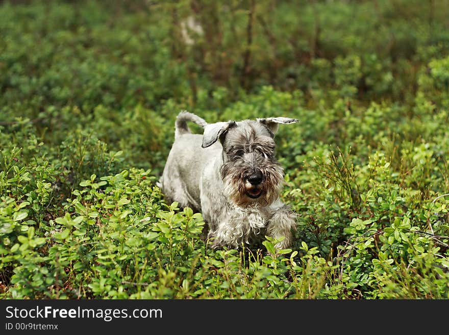 Miniature Schnauzer