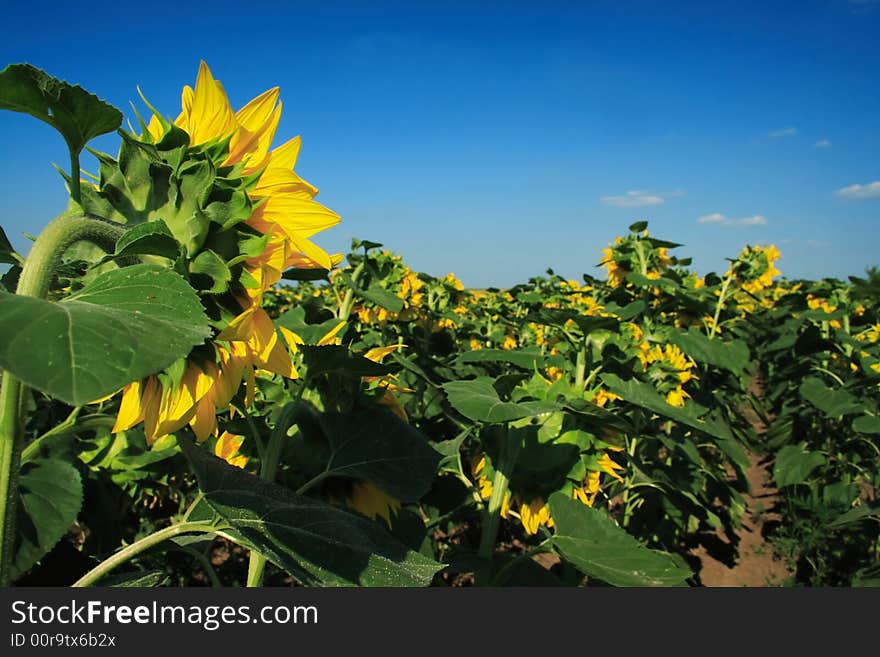 Field of sunflowers