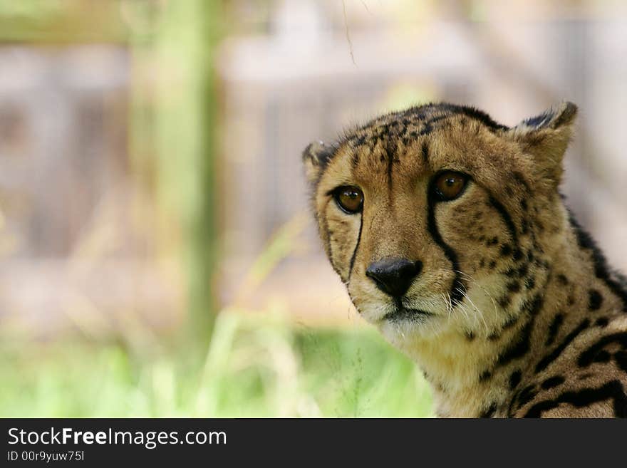 African Cheetah