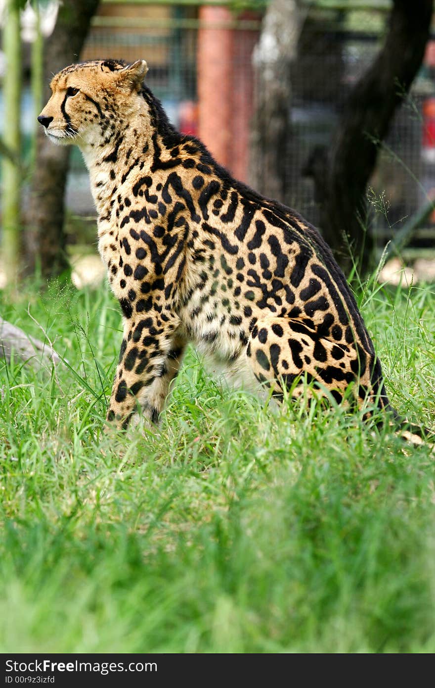 African Cheetah