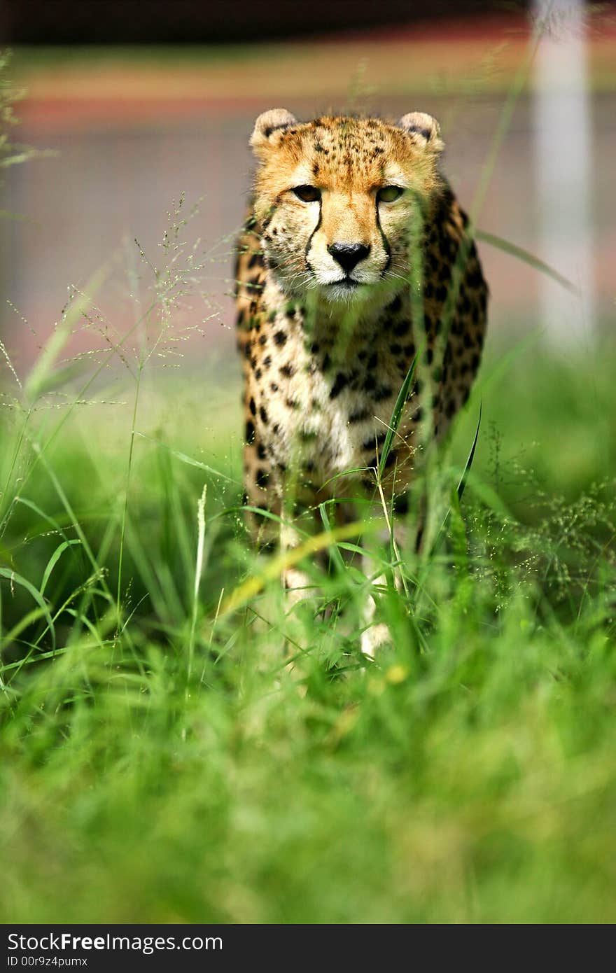 African Cheetah