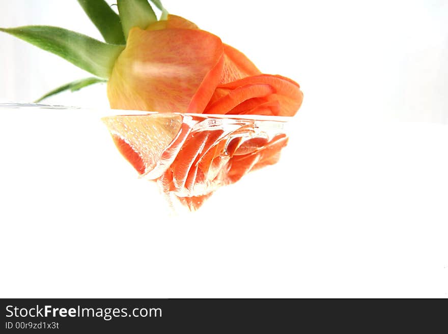 Rose and Water in black Background