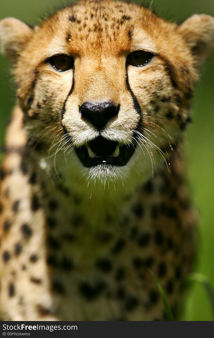 African Cheetah