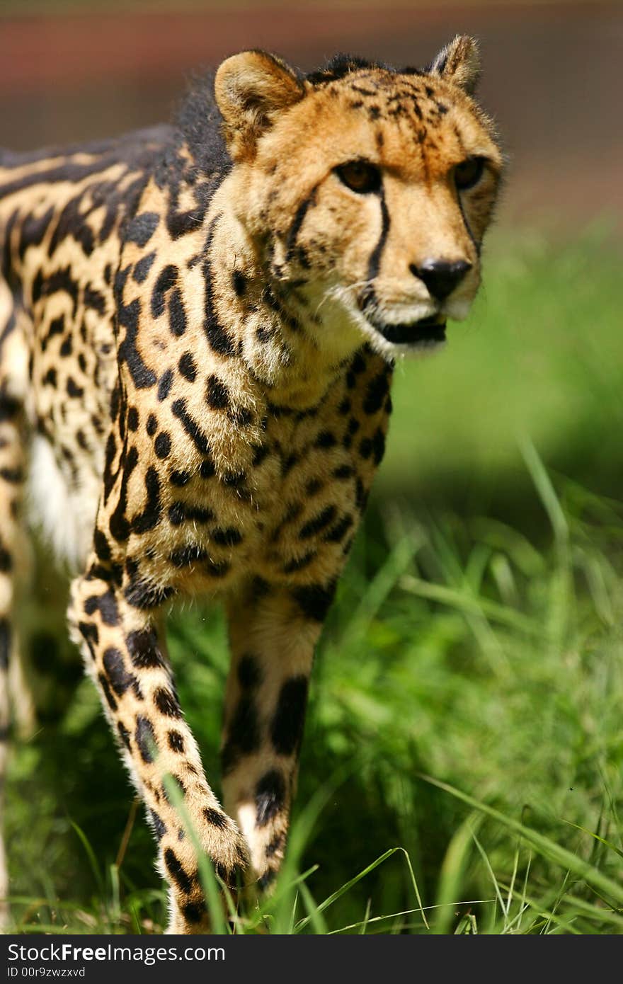 African Cheetah