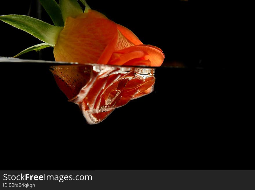 Rose and Water in black Background