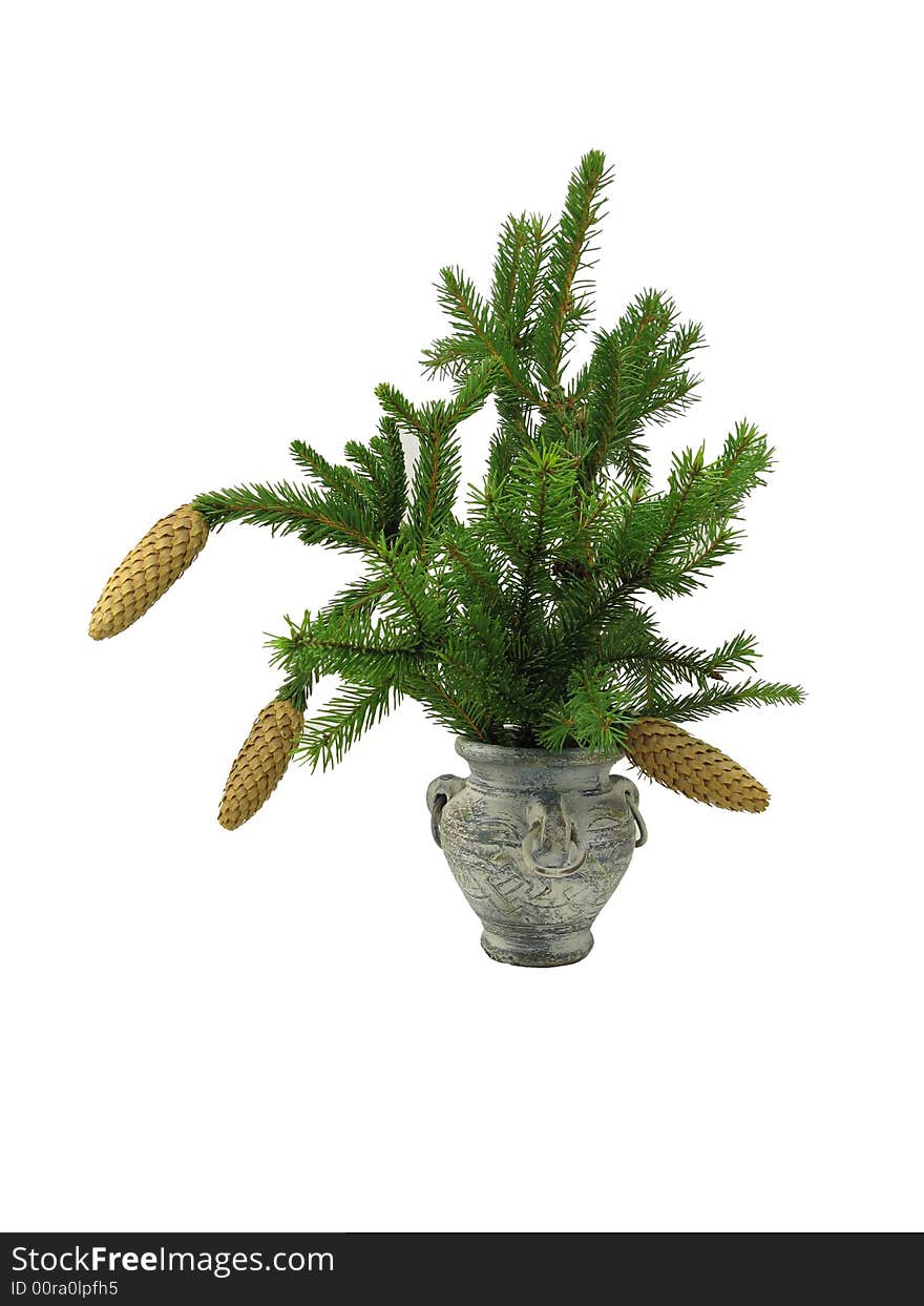 Fir branch in old vase