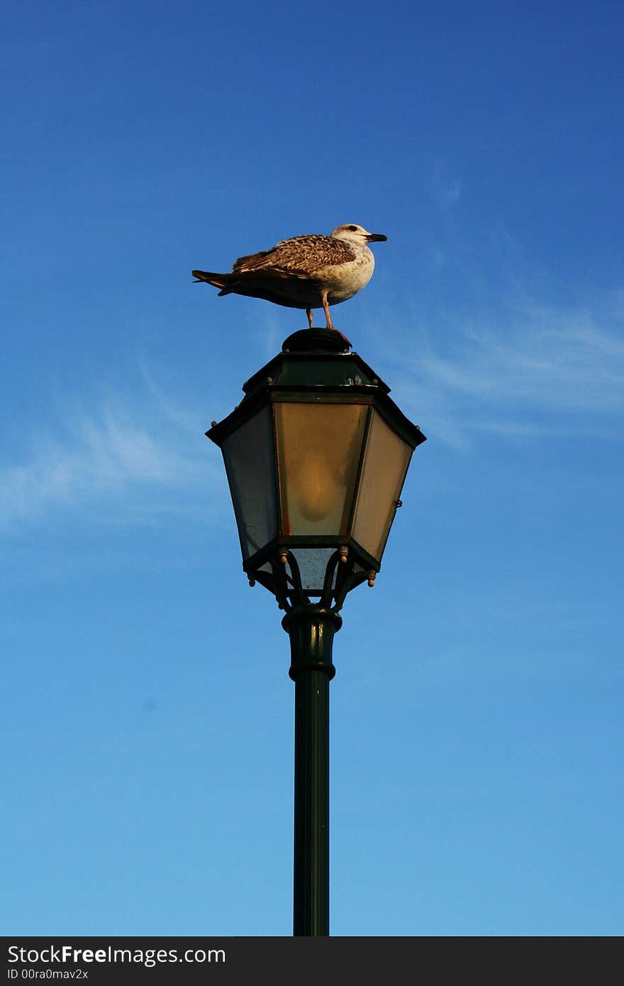 Seagull in street lamp