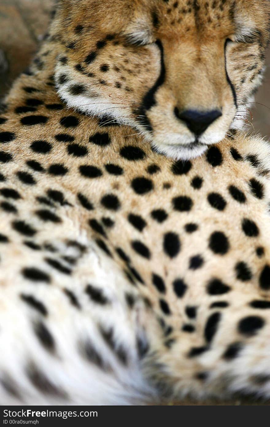 African Cheetah