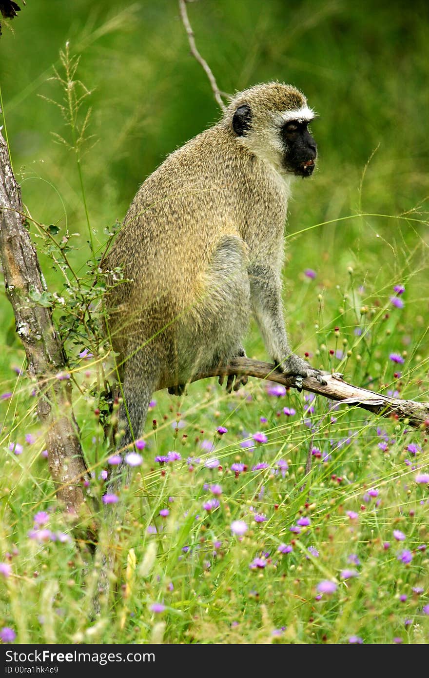 Vervet Monkey