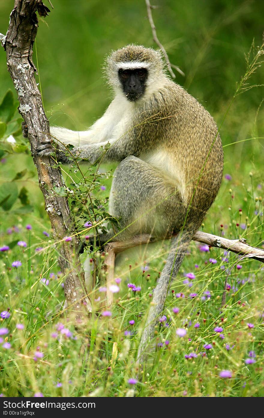 Vervet Monkey