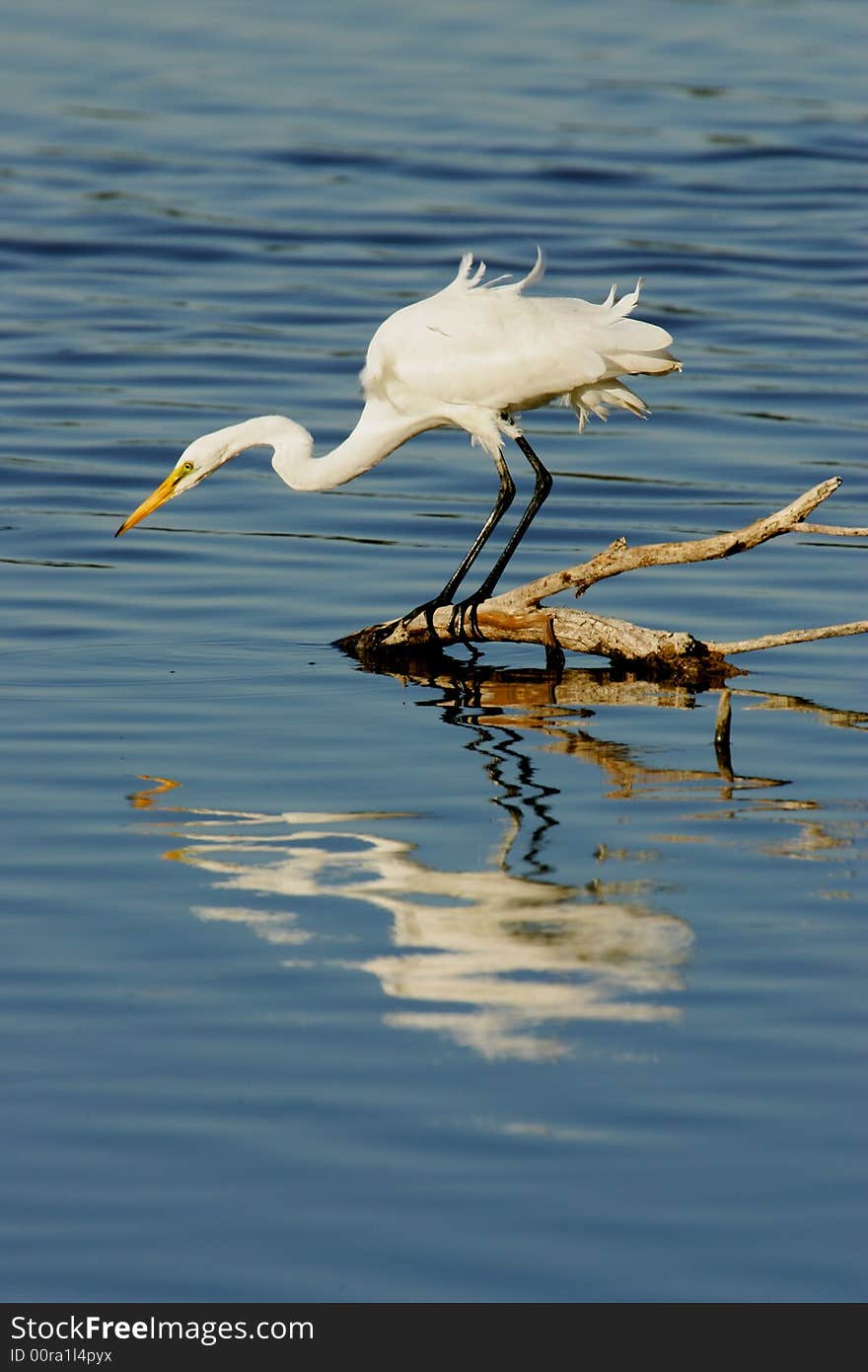 Great Egret