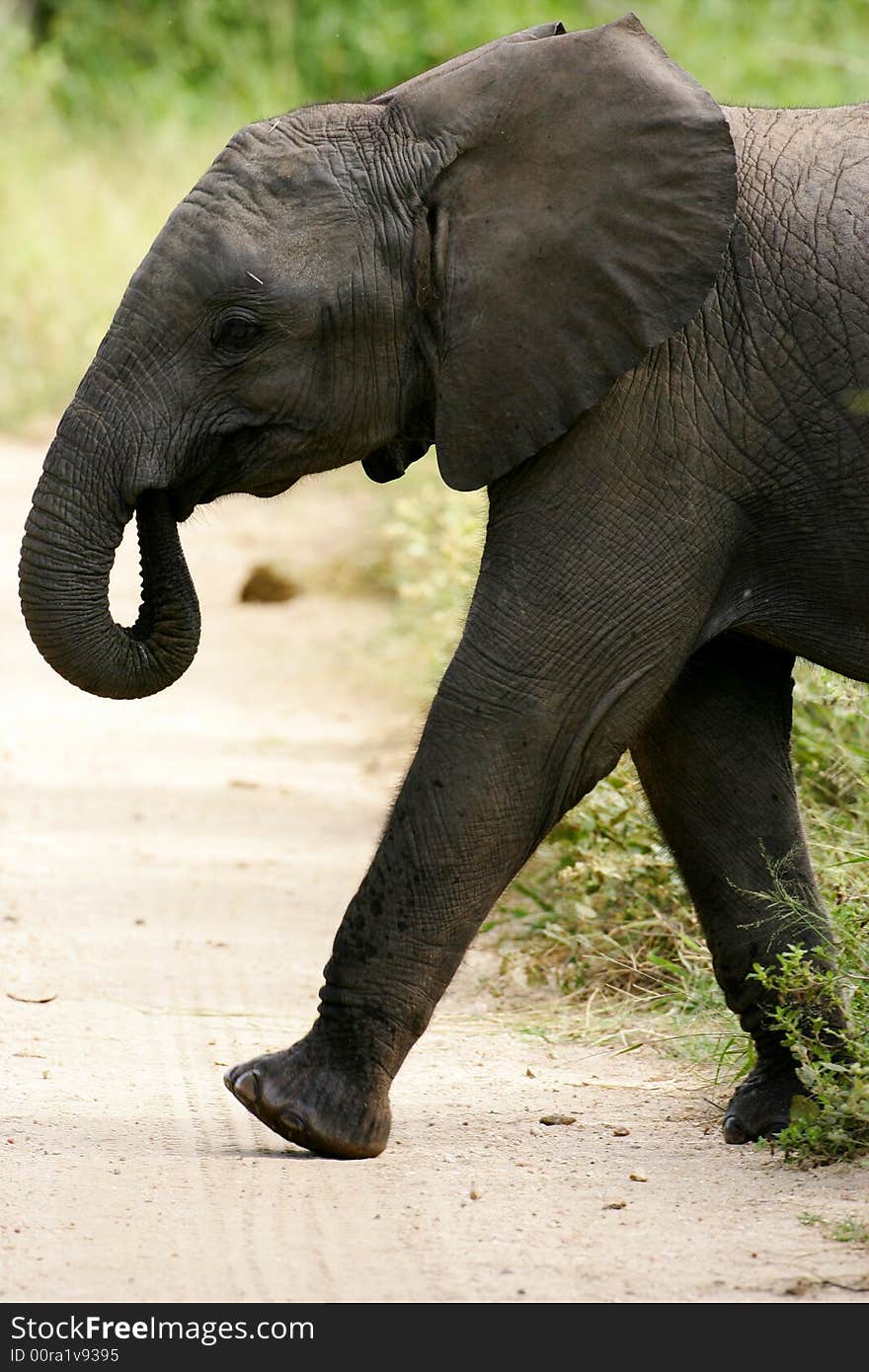 A shot of African Elephants in the wild