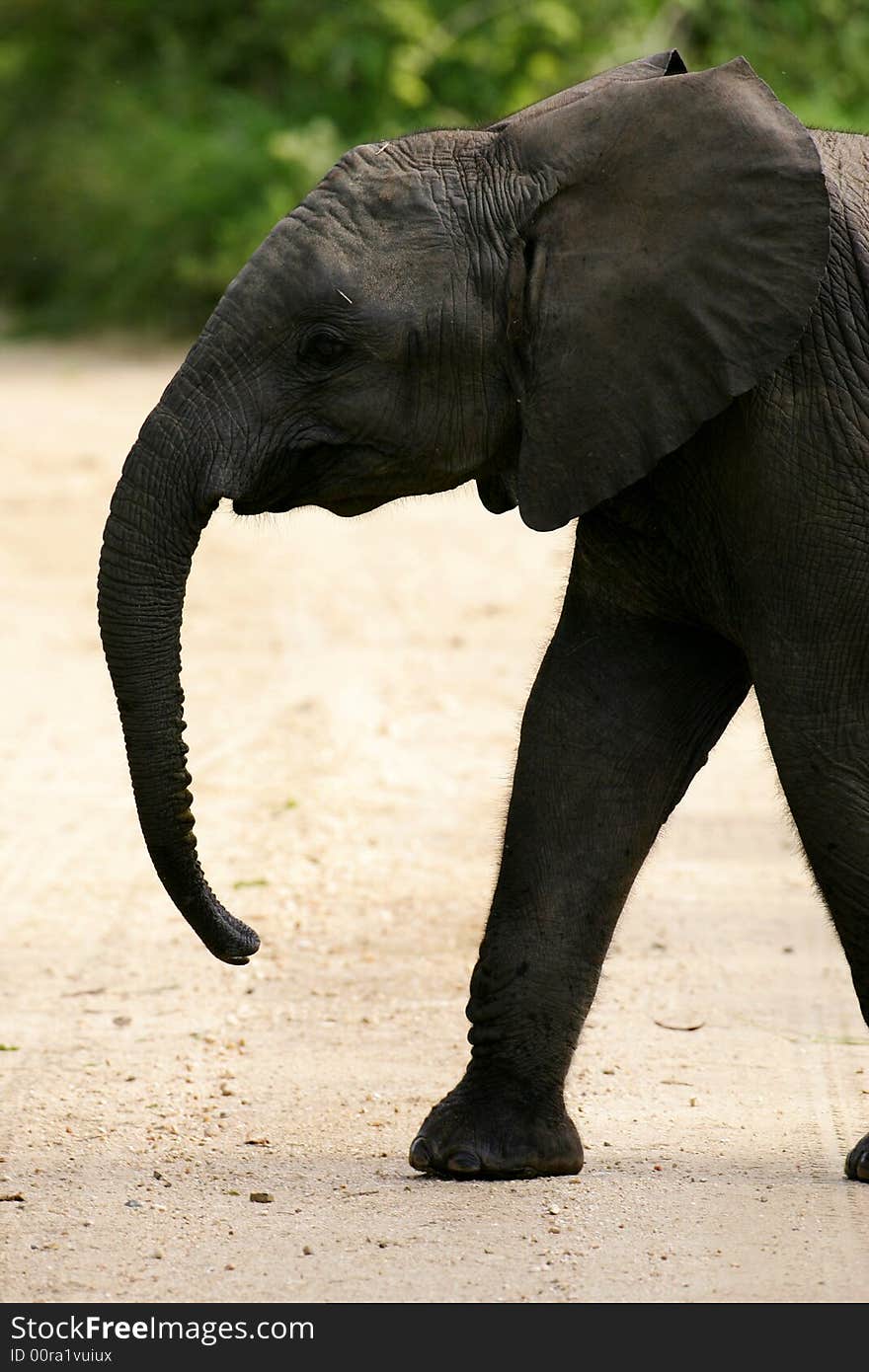 A shot of African Elephants in the wild