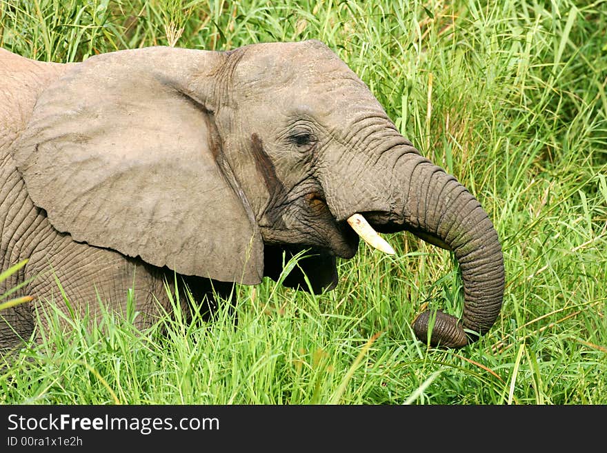 A shot of African Elephants in the wild