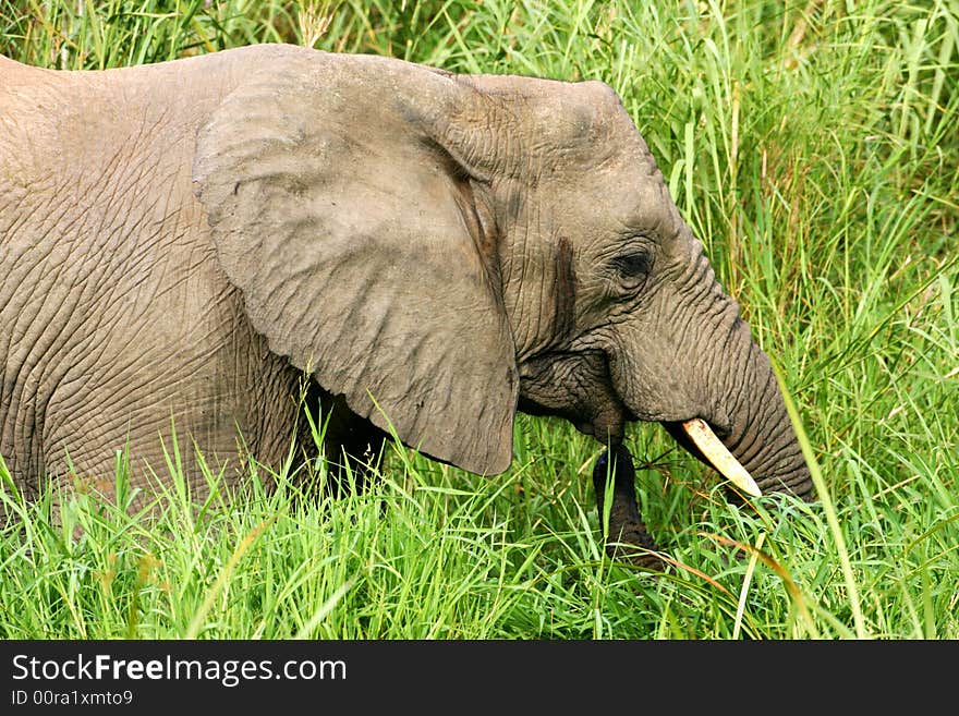 A shot of African Elephants in the wild