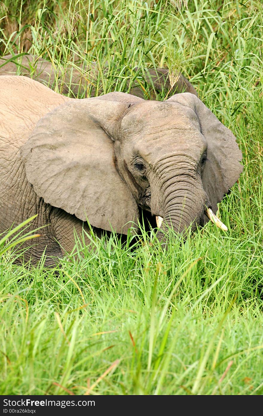 A shot of African Elephants in the wild