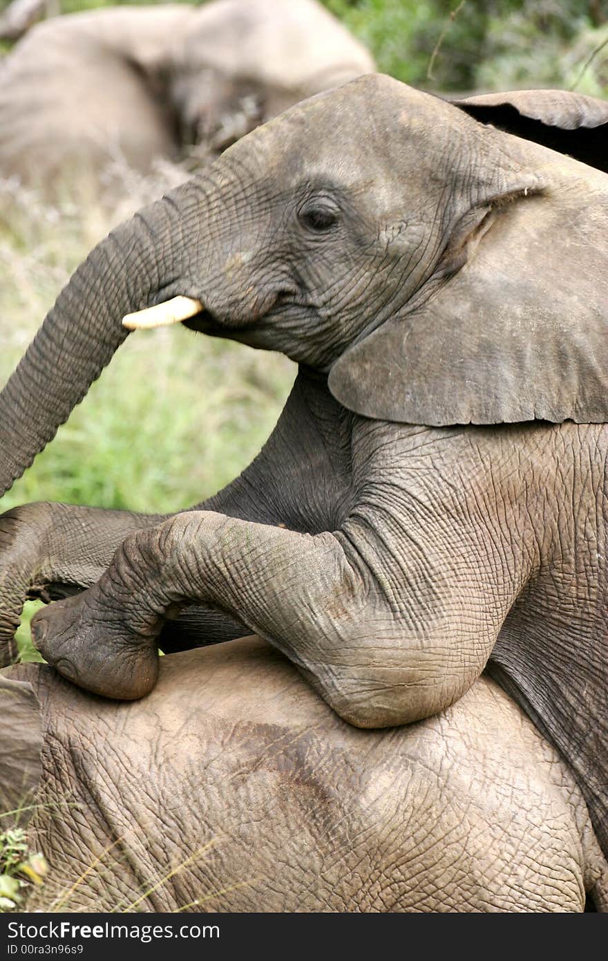 A shot of African Elephants in the wild