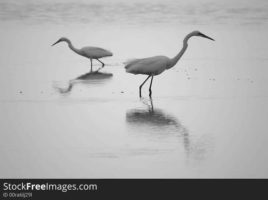 Great Egret