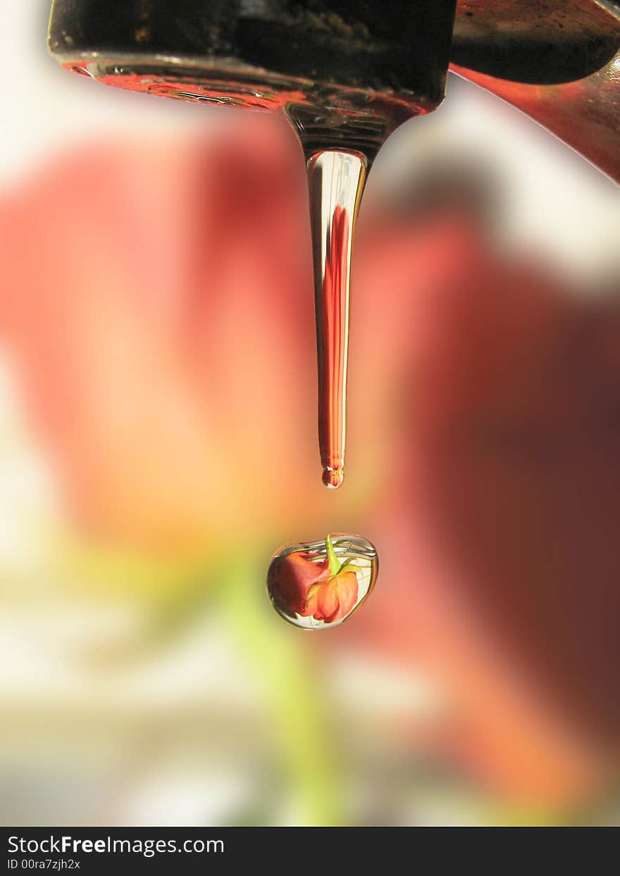 Reflection of a rose in a drop of water