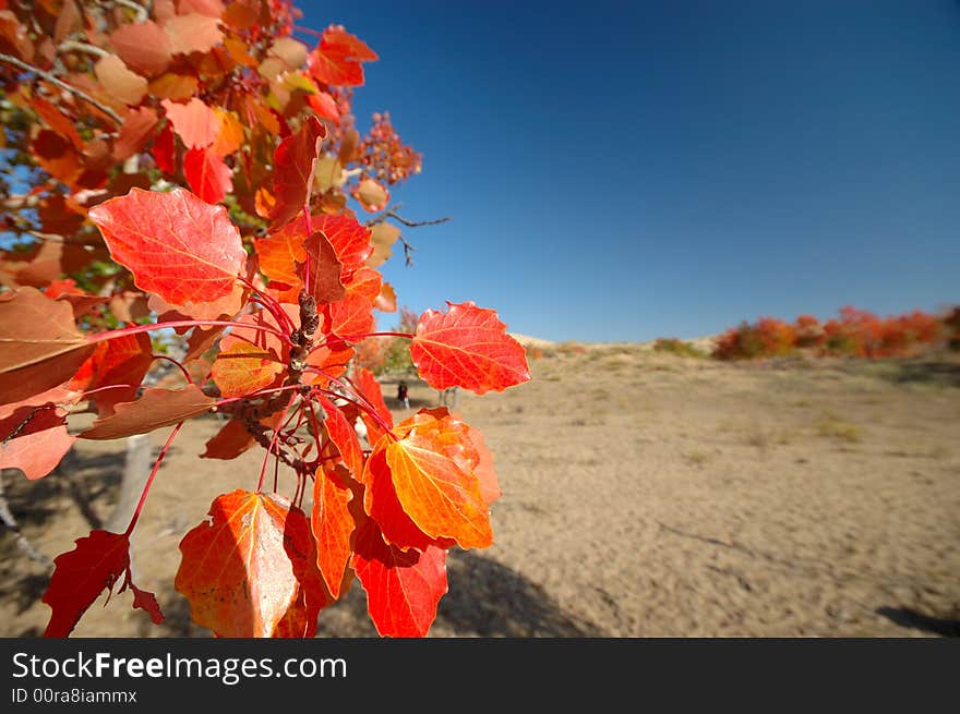 Photo was taken in Xinjiang, China. The late autumn afternoon, and red leaves in the background of blue sky, like Ruby, glittering light.