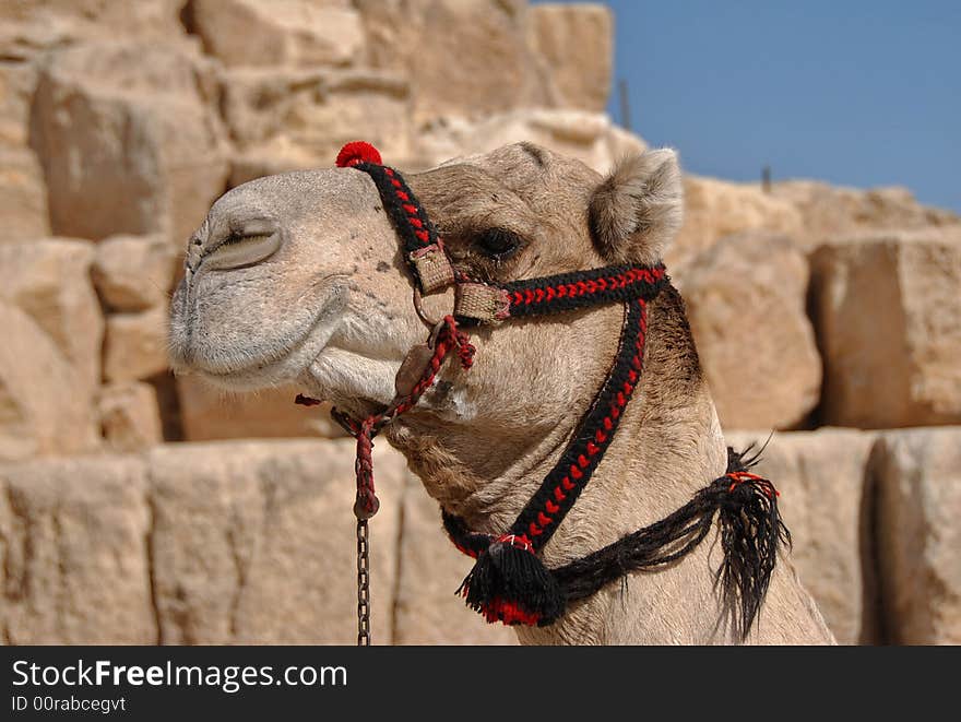 Camel Portrait