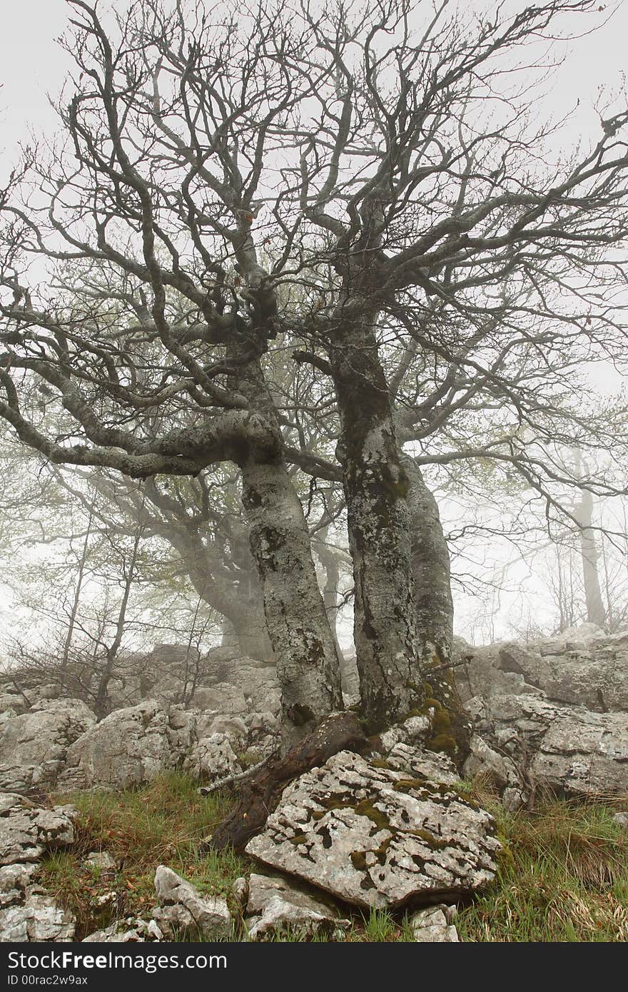 Spring In Armenia