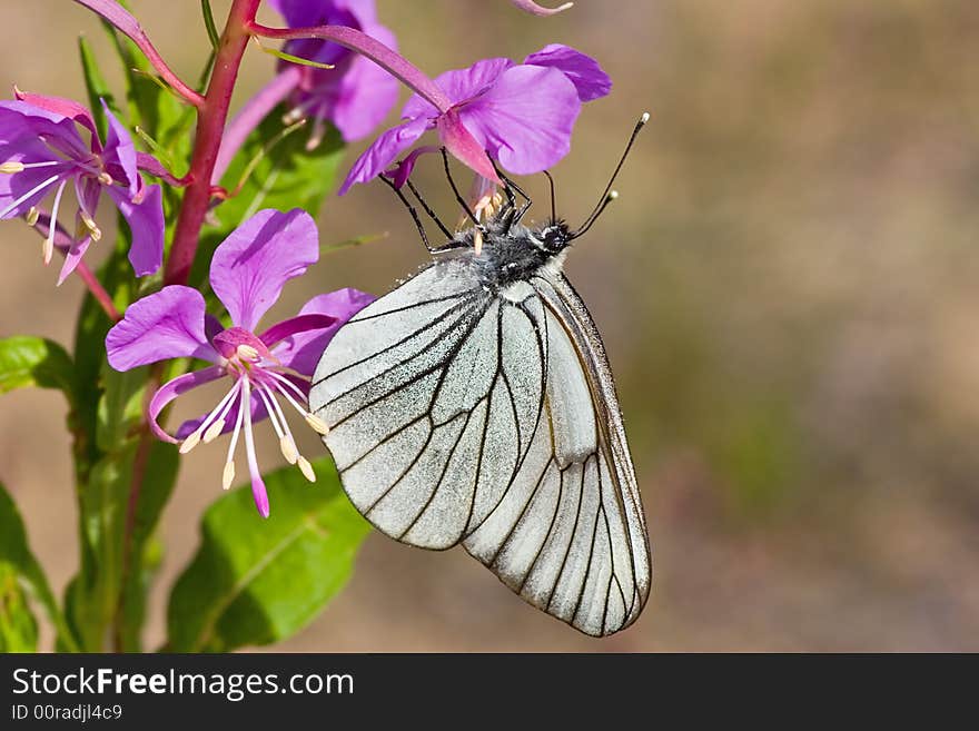 Butterfly On Pink Flower