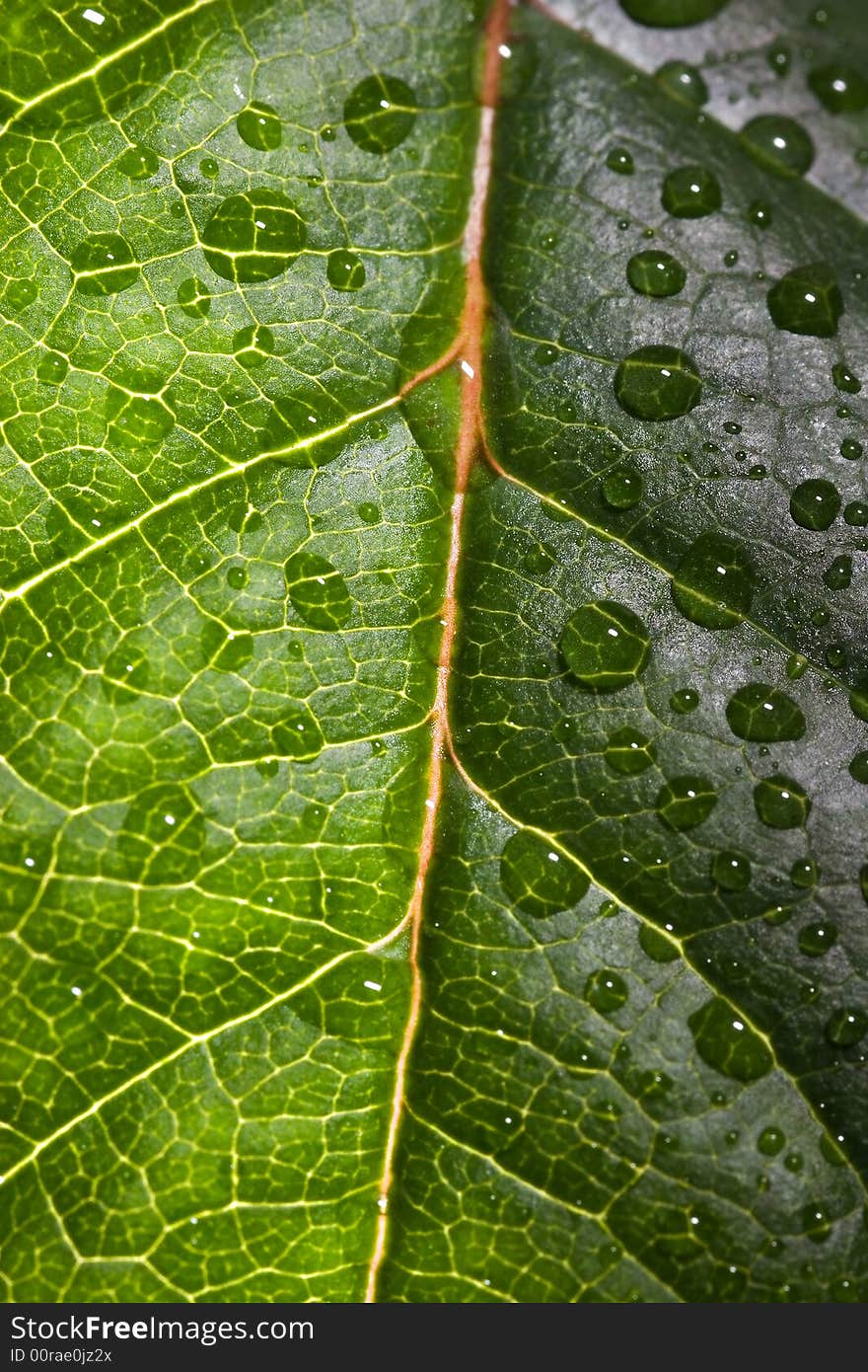 Small drops on blade of grass