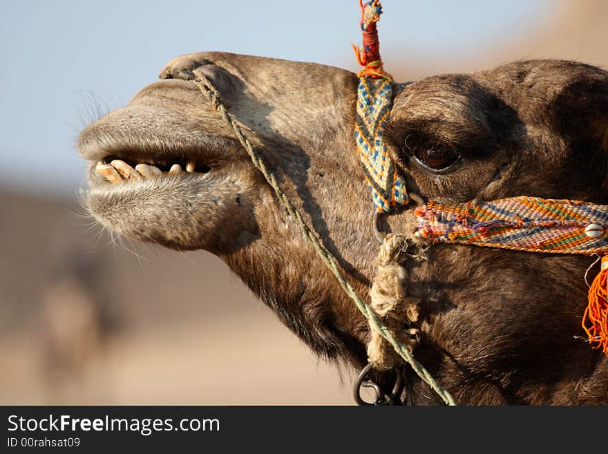 Smiling camel