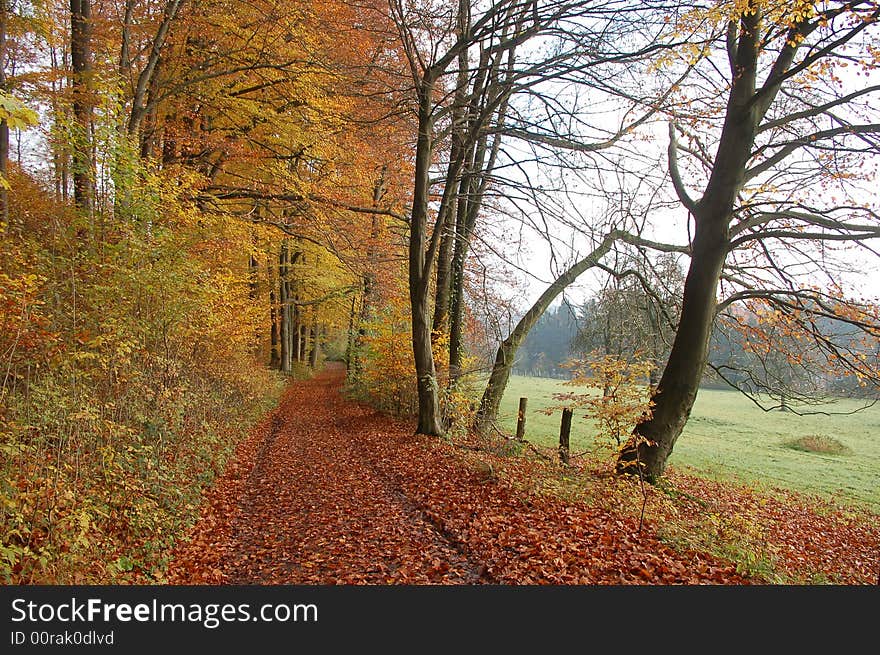 Autumn in forest