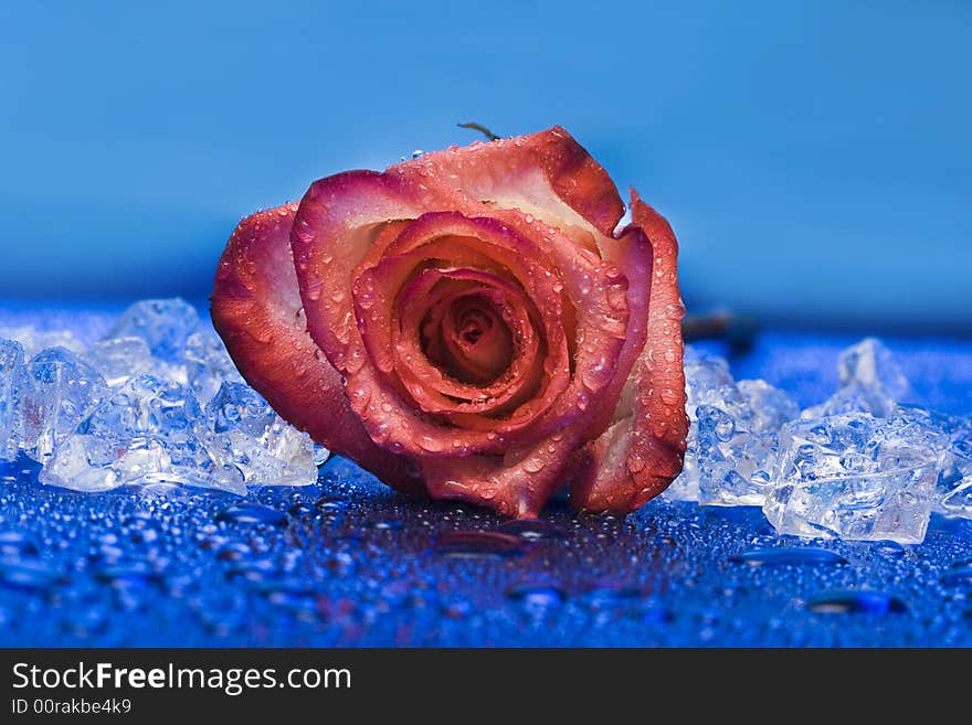 Ice with rose on blue background