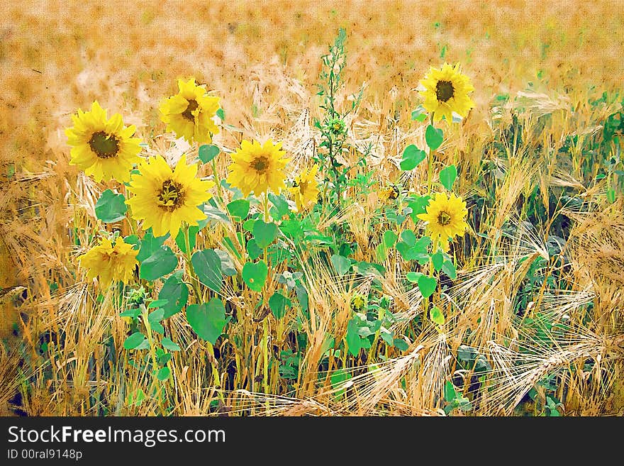 Sunflower