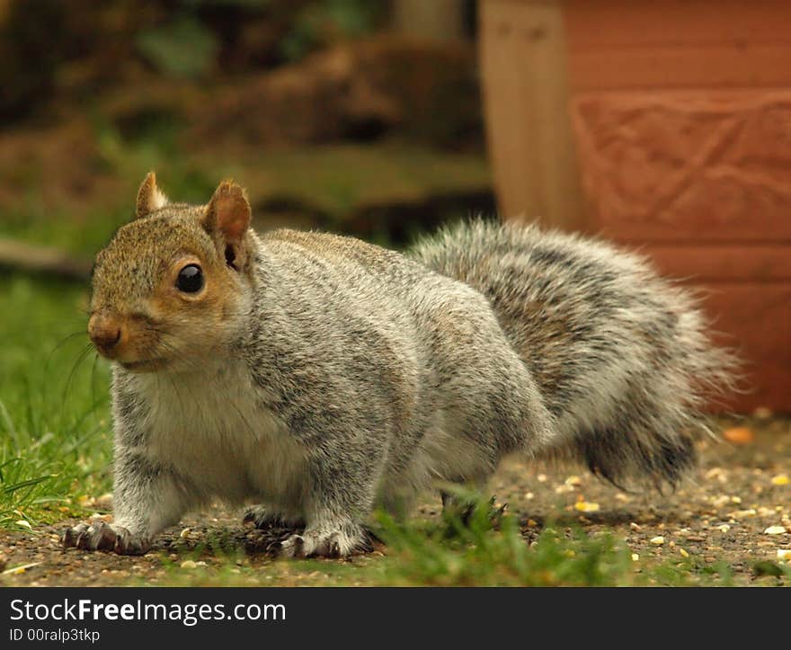 Nervous looking grey squirrel approaches the camera