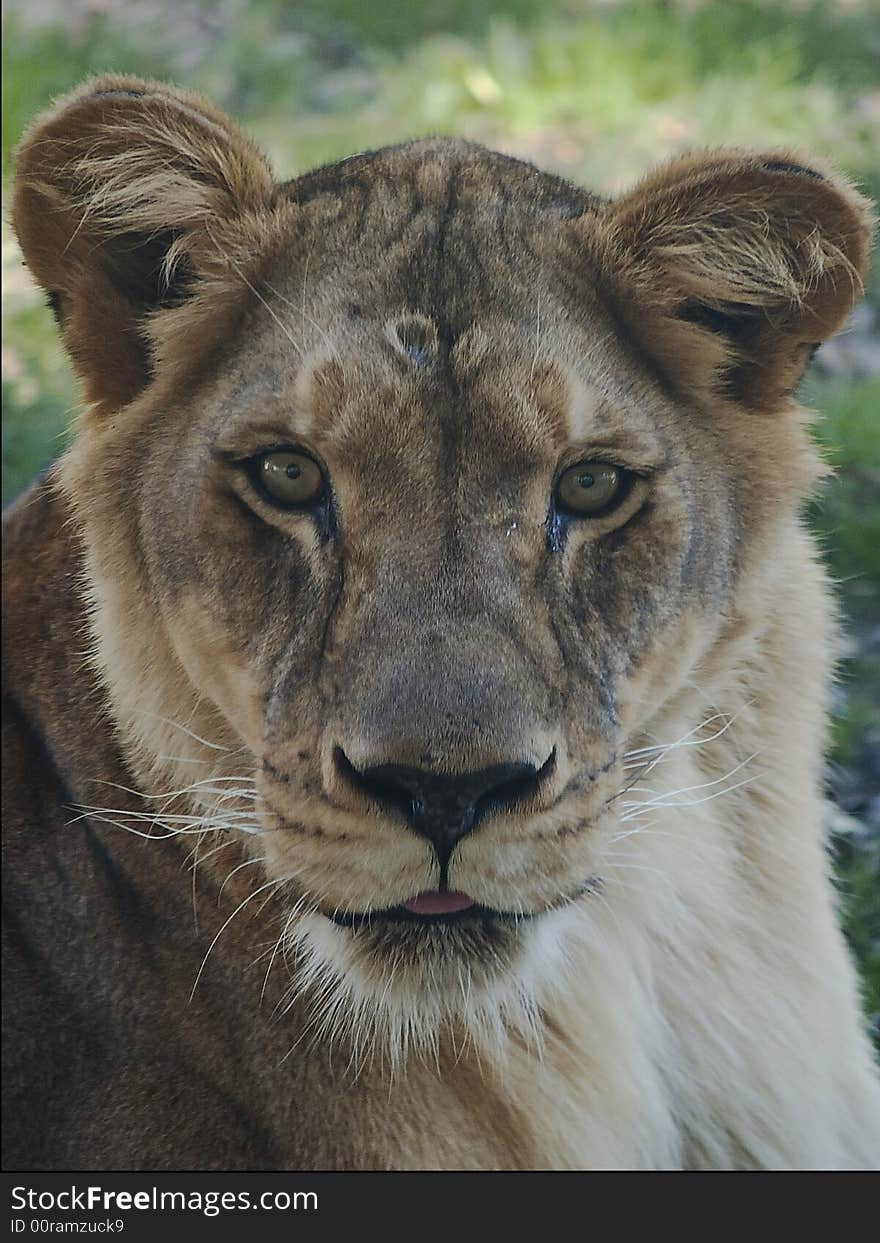 A proud resident of Busch Gardens Tampa, FL. A proud resident of Busch Gardens Tampa, FL