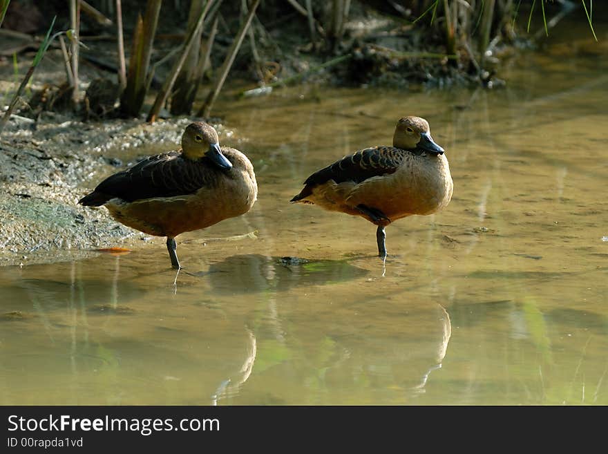 Two birds resting in a pond