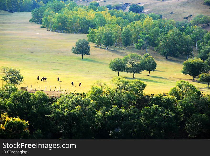 Mulan Paddock in early autumn