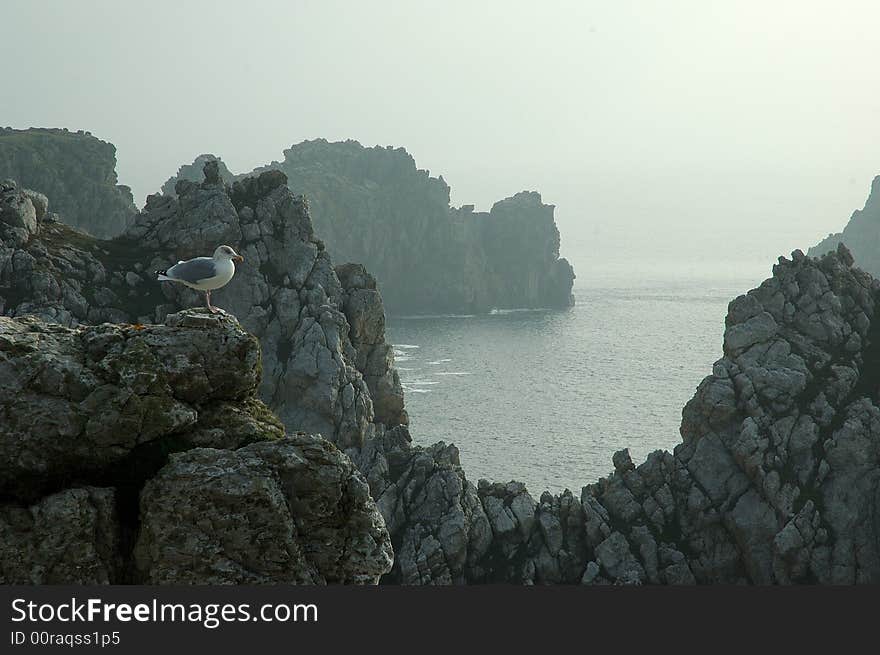 Brittany - Seagull, rocks and sea